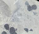 Cluster Of Elrathia Trilobites In Shale - Utah #61871-2